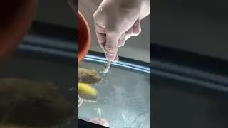 Hand feeding puffer fish #fishing #aquarium #fish #aquariumfish #fishaquarium #pufferfish #fishtank