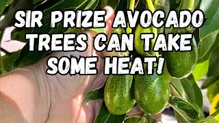 Growing a &ldquo; Sir Prize &ldquo; Avocado Tree | Loaded With Fruit | Heat and Cold Hardy