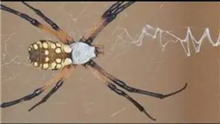Spiders in the United States : Identifying Spiders in Colorado