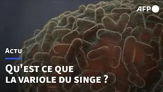 La variole du singe expliqu&eacute;e | AFP