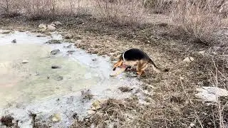 Hera the German Shepherd Is Afraid of Ice | She&rsquo;s Scared but Brave