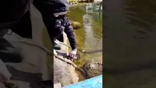 Рыбалка у меня на водоеме.#рыбалка #cooking #рыба #карп #карпинг #fishing #fish #fisherman