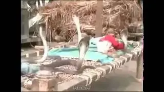 Cobras Protecting Sleeping Baby
