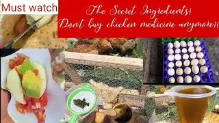 CHICKEN MEDICINE: Learn How to Deworm Your Chickens Using these leaves For Increased Egg production🥚
