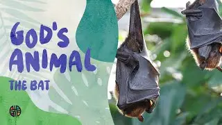 God's Animal - The Bat | Preschool