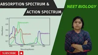 Absorption Spectrum and Action Spectrum ( Photosynthesis) #A to Z NEET