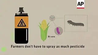 Using gene editing techniques to solve old farming problems ++ANIMATION++