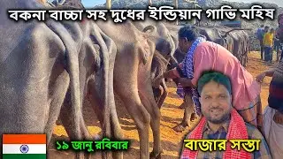 ইন্ডিয়ান হাড্ডি গাই বাচ্চা সহ গাভি মহিষের বাজার দর | ১৯ জানুয়ারি রবিবার