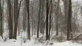 LIVE:  Winter Evening Ambience- Saturday Stream - January 31, 2026