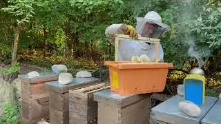 Cross Comb, Honey Bound, Swarm Cells, OH MY!  Nuc Yard Swarm Catch Update