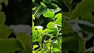 natural realization reel#status #nature#short feed#shorts video