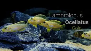 Tanganyika Karma Aquarium