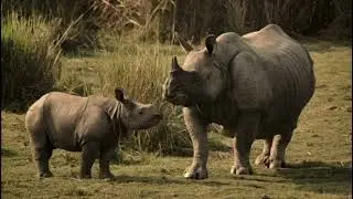 HERE ARE SOME INTERESTING FACTS ABOUT JAVAN RHINOCEROS
