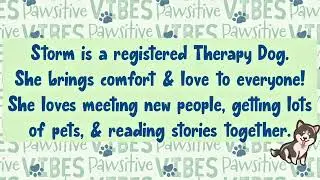 Storm the Therapy Dog