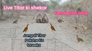Live Jangali Titar Pakdne Ka New Tareeka Jangali titar ki shekar ki awaz