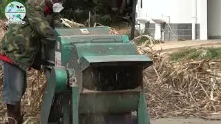 Juncao Processes   Planting to Mushroom Substrate
