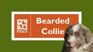 Bearded Collie Fun Facts