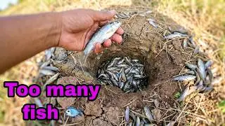 Easy and simple trick to catch fish. Just dig a hole.#fishing #fish #fyp #longvideo