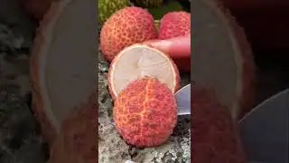 Fruit cutting Satisfied| Coding Shorts| #shorts #youtubeshorts #vibes #satisfyingvideo