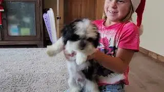 Teddy Bear puppies Soccer & Backpack