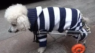 Chinese dog-owner gives disabled pet new feet
