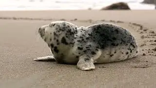 Spotted seal Video #wildlife #wildanimals #zooanimals #zoo #wildanimal #animals #animal #gk
