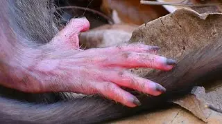 Very nice baby monkey on mommy's chest | Wild Natural Monkey
