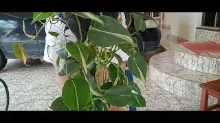 Planta pendente 