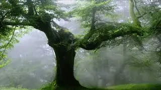 Sacred Ancient Druid Tree with Calming Rain | Ambient Sound.