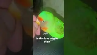 Lovebird love #viral