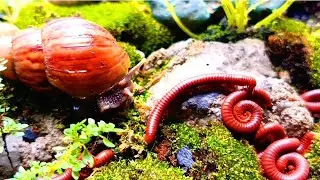 Wow‼️ The Moment a Bright Red Millipede Encounters a Wild Snail‼️#insects #unexpectedmeeting