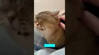 Funniest Cat 🐈&zwj;⬛ Cat Fight ❤️ # Part 1572