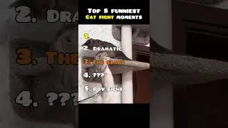 Top 5 funniest cat fight moments!! 😂 #shorts #cat