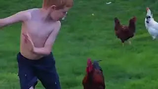 People vs Chickens
