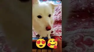Люблю тебя 😍 💋 #coco #babyboy #dog 😍