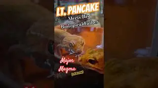 Lt. Pancake Meets His Biological Father Major Magma (On Bespin) #lieutenantpancake #majormagma #fun