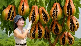 Harvesting Chicken Gizzard Fruit And Cook Soup From This Fruit &ndash; Cooking By The Fire