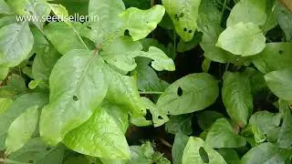 🌿 Grow Indian Leadwort: Plumbago indica Medicinal Plant! ചെത്തിക്കൊടുവേലി Chethi Koduveli Benefits!🌺