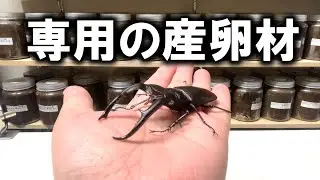 人気のクワガタを爆産させるために作った産卵材を使ってみるぜ