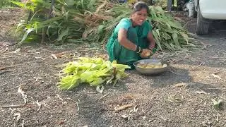 आज बघा मकच्या कणसाची पार्टी हाय ।नवऱ्याला माझ्या कणसं खायचं लय याड हाय बघा ❤️#गावठीपुनम 