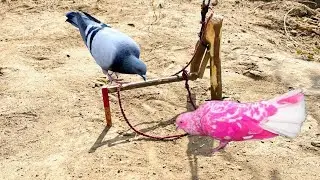 Finally ; I am back With a new ideas bird trap | Pigeon trap s pakda new kabooter | @MsBirdTraps |
