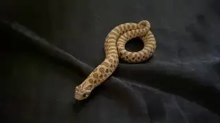 Taming My Hissy Pissy Hognose