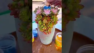 DIY Succulent Arrangements: Easy Decorating Ideas!