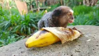 SAGUI F&Ecirc;MEA L&Iacute;DER CHAMANDO PARA JANTAR!