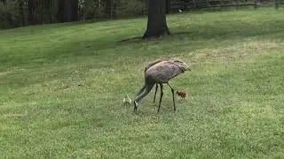 Sandhill Crane Family with Canada Goose