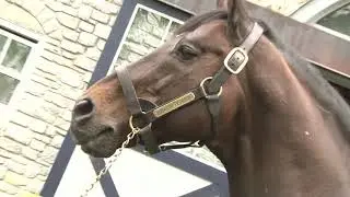 Where Are They Now:  Fusaichi Pegasus