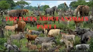Most Surprising Animal Facts Ever Discovered !