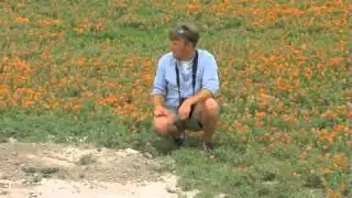45  Prairie Dogs  Keystone species