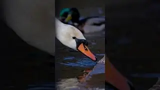 Этот лебедь любит овсянку🦢 swans love oatmeal🥣 #birds #swan #nature #птицы #лебедь #природа