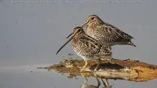 Becasina Paramuna- Noble Snipe-  (Gallinago nobilis)